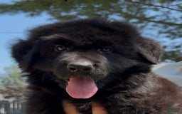 German Shepherd dogs for sale: Ranger - Image 1