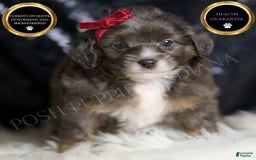 Mini Goldendoodle dogs for sale: Colleen - Image 1