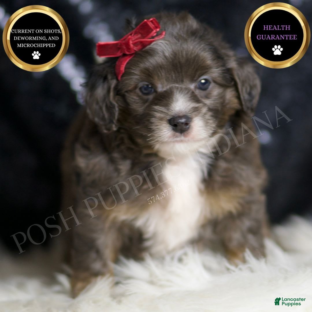Mini Goldendoodle dogs for sale: Colleen - Image 1