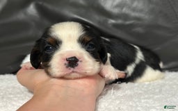 Cavalier King Charles Spaniel dogs for sale: Harlen - Image 11