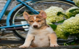 Gerberian Shepsky dogs for sale: Noah - Image 5