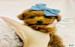 Toy Poodle dogs for sale: Pox - Image 2