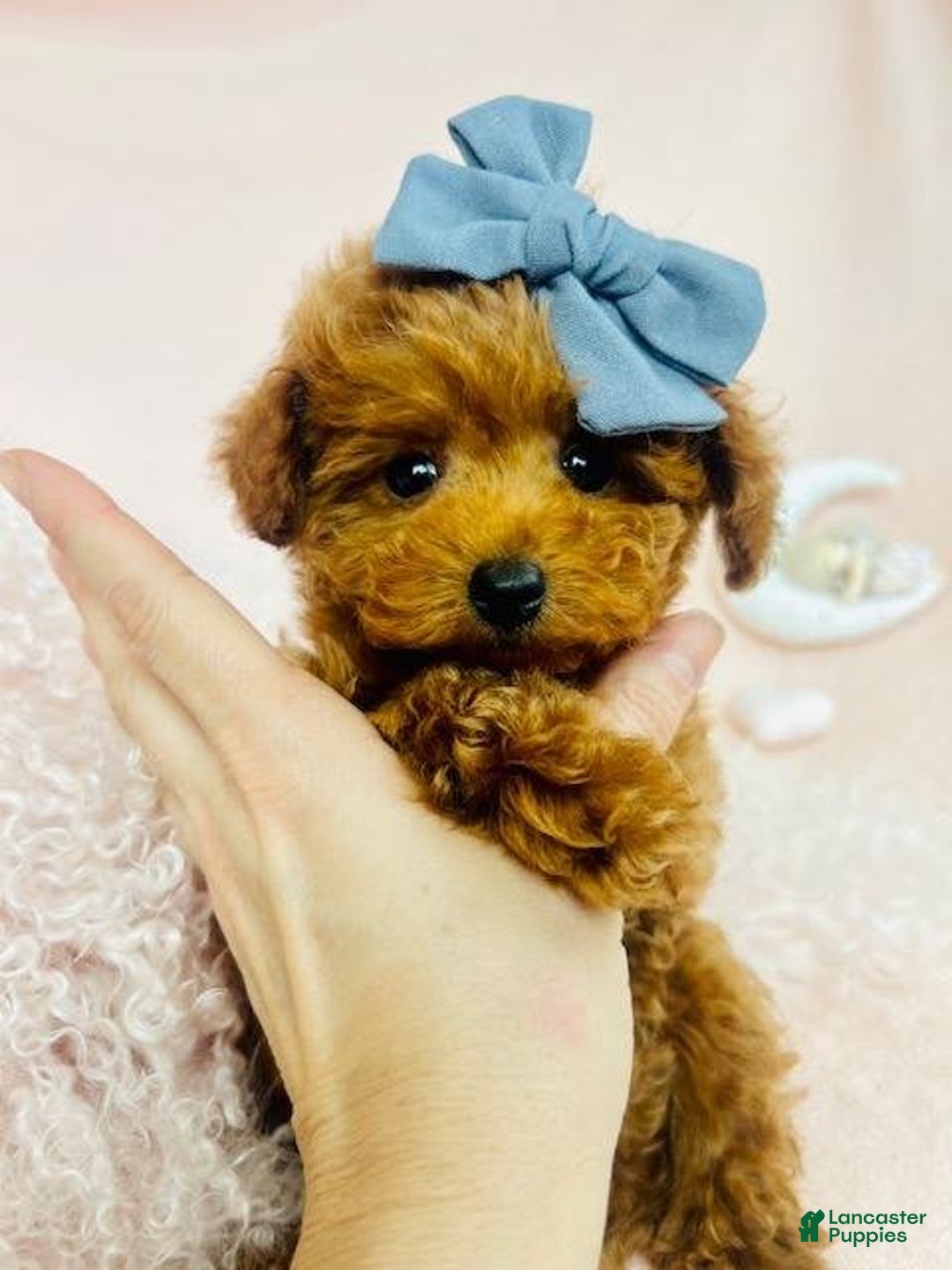Toy Poodle dogs for sale: Pox - Image 2