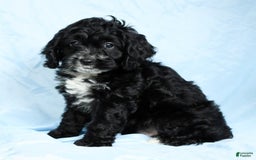 Cockapoo dogs for sale: Vance - Image 8