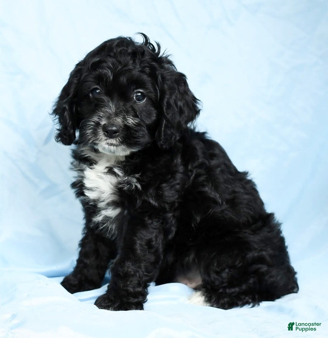 Cockapoo dogs for sale: Vance - Image 8