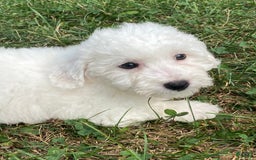 Bichon Frise dogs for sale: Bruno - Image 3