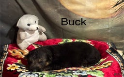 German Shepherd dogs for sale: Buck - Image 3