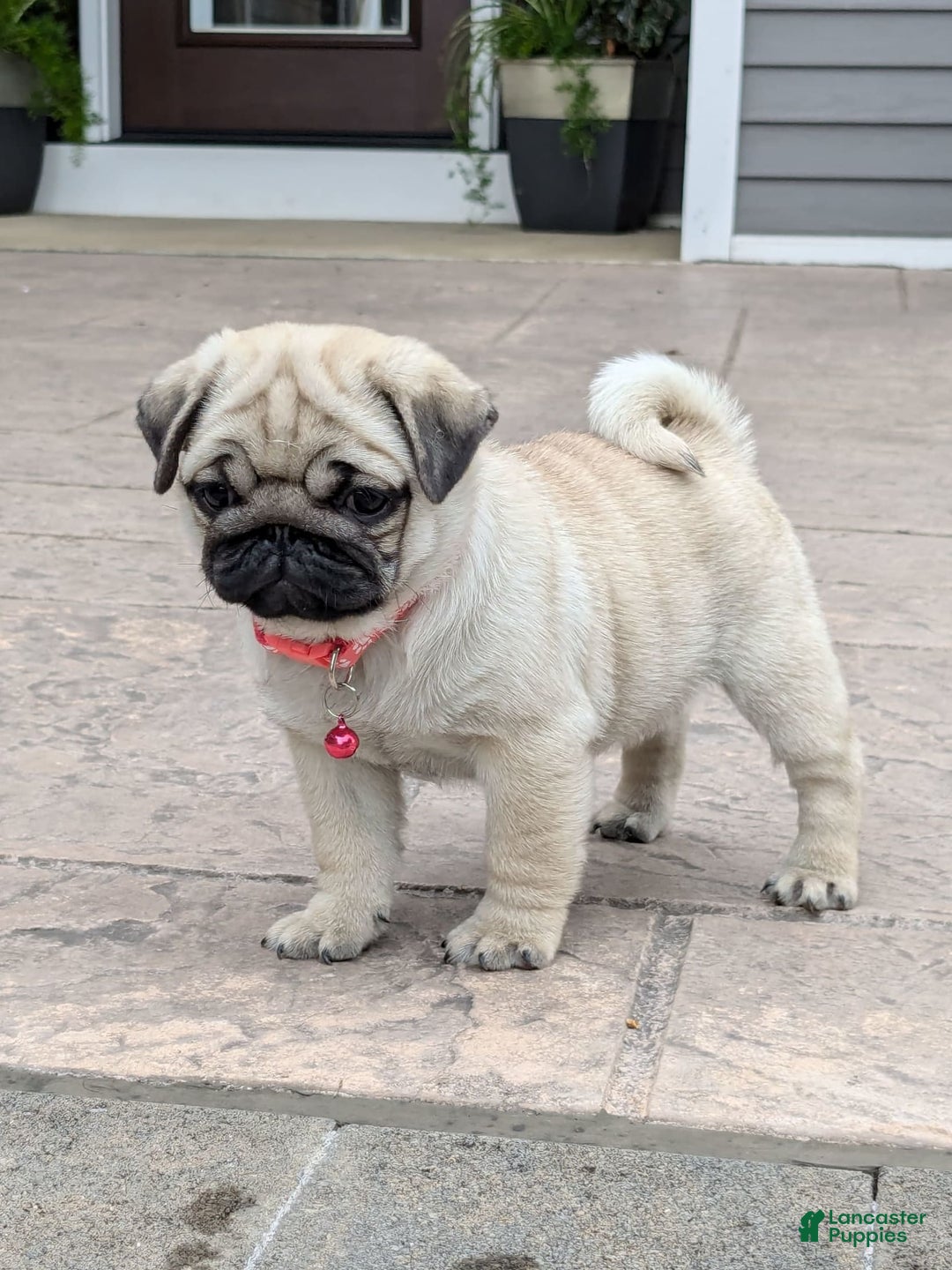 Pug dogs for sale: Pug 4 puppies - Image 5