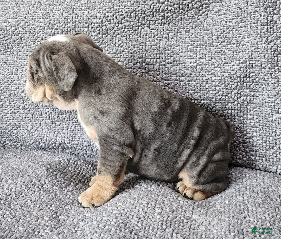 English Bulldog dogs for sale: Kelly - Image 3
