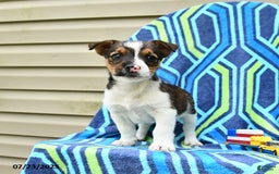 Jack Russell Terrier dogs for sale: Irvin - Image 2