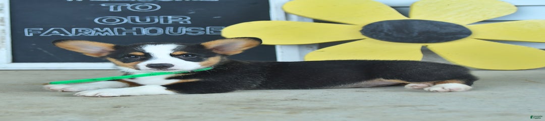 Major