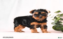 Yorkshire Terrier dogs for sale: Zara - Image 4