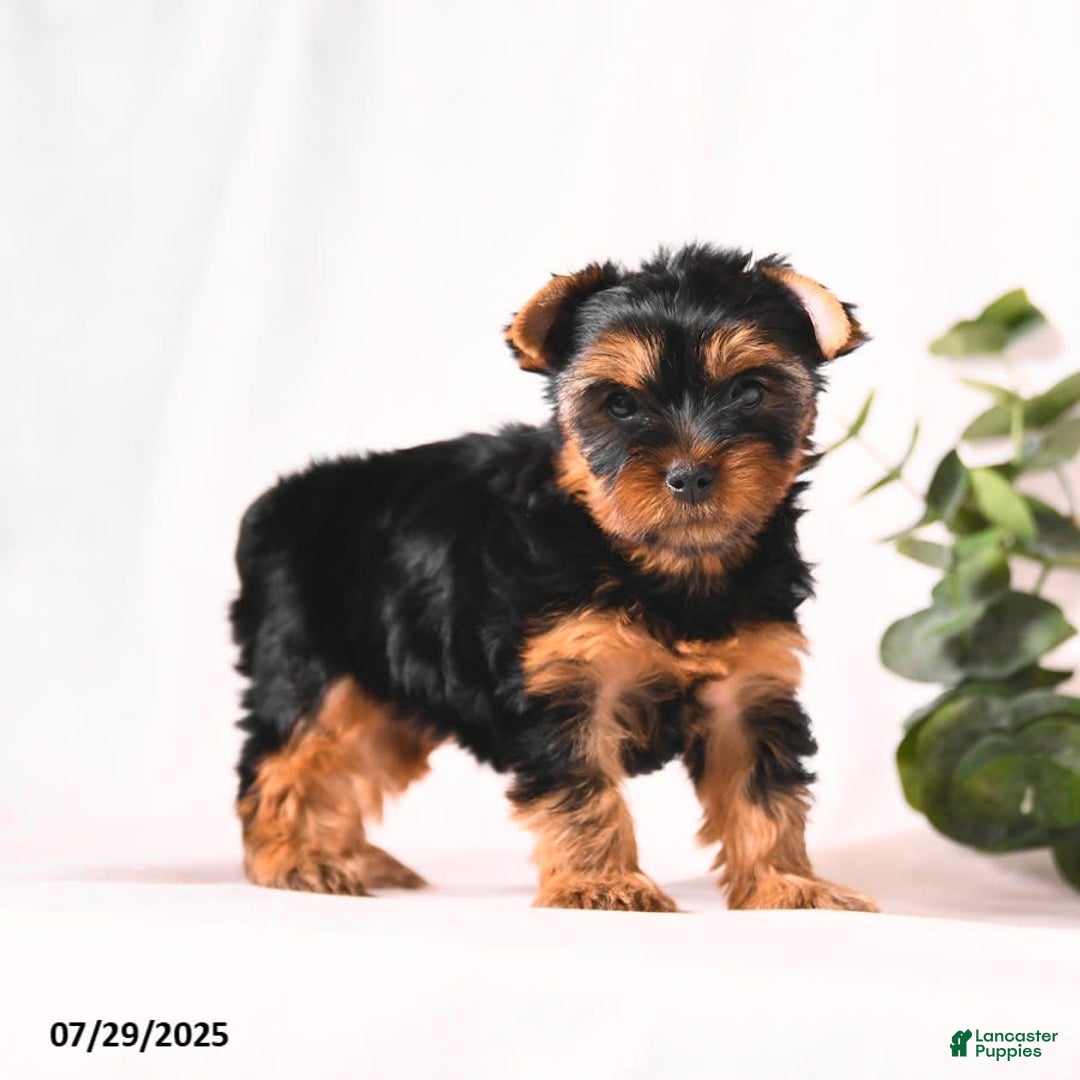 Yorkshire Terrier dogs for sale: Zara - Image 4