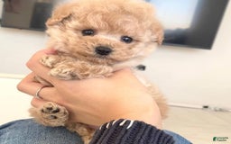 Maltipoo dogs for sale: Malti - Listing for pets: Malti - Image 3