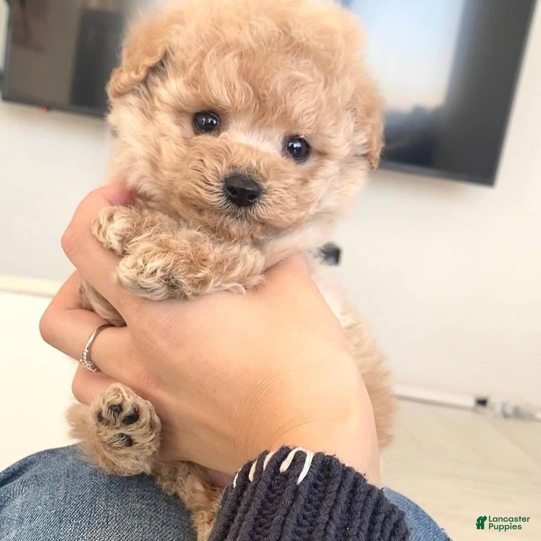 Maltipoo dogs for sale: Malti - Listing for pets: Malti - Image 3