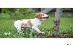 Brittany Spaniel dogs for sale: Buck - Image 3