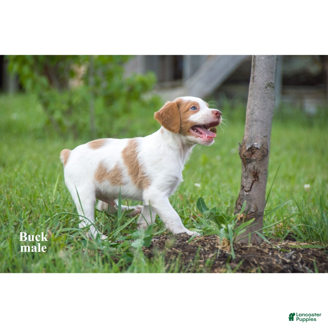 Brittany Spaniel dogs for sale: Buck - Image 3