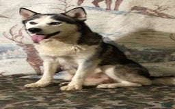 Pomsky dogs for sale: Bella - Image 4