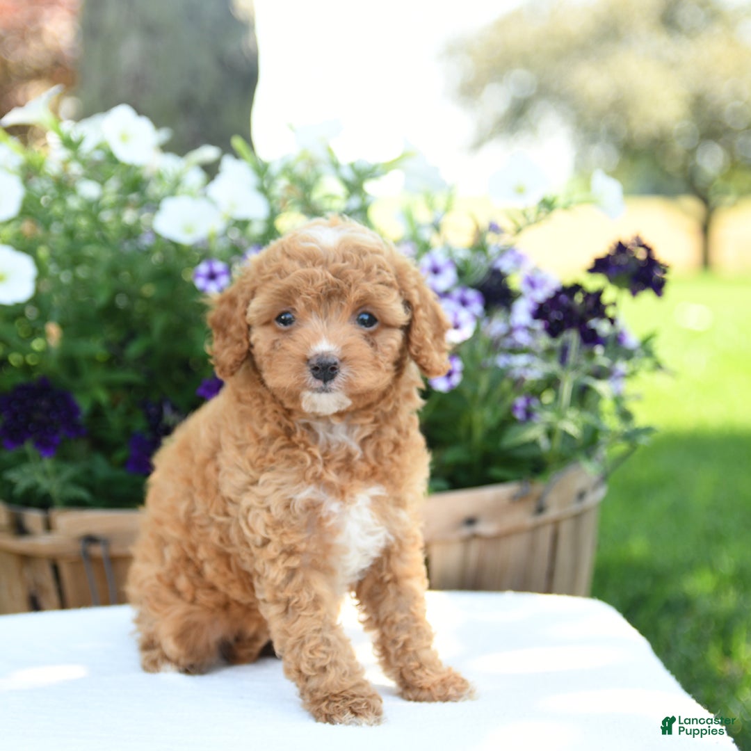 Cavapoo dogs for sale: Snickers - Image 2