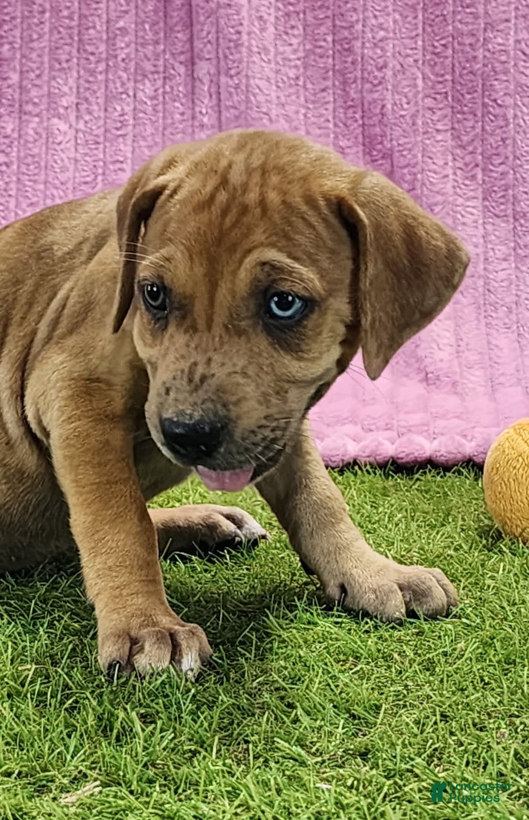 Catahoula Leopard Dog dogs for sale: Duchess 2025 Female 4 - Image 16