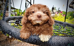 Havapoo dogs for sale: Rosie - Image 14
