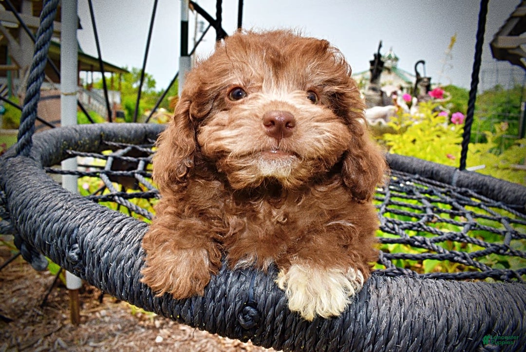 Havapoo dogs for sale: Rosie - Image 14