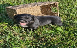 Bernese Mountain Dog dogs for sale: Bernese Mountain Dog 8 puppies - Image 3