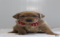 Golden Retriever dogs for sale: Amber - Image 10