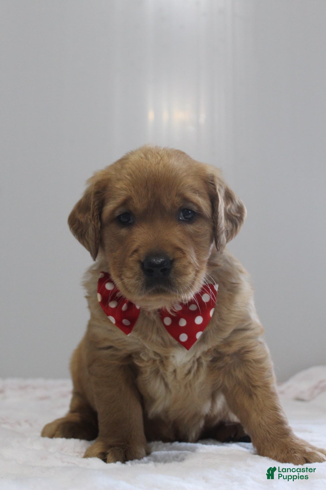 Golden Retriever dogs for sale: Amber - Image 10