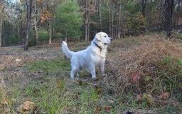 Golden Retriever dogs for sale: Harper - Image 6