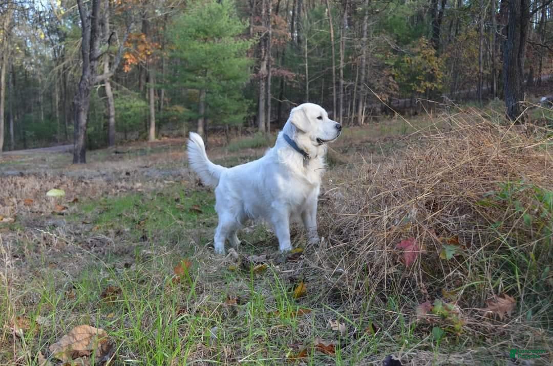 Golden Retriever dogs for sale: Harper - Image 6
