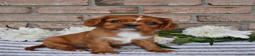 Shana