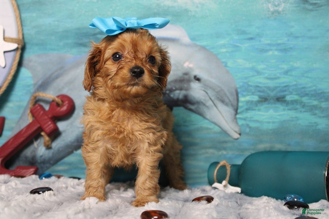 Cavapoo dogs for sale: Phoenix - Image 33