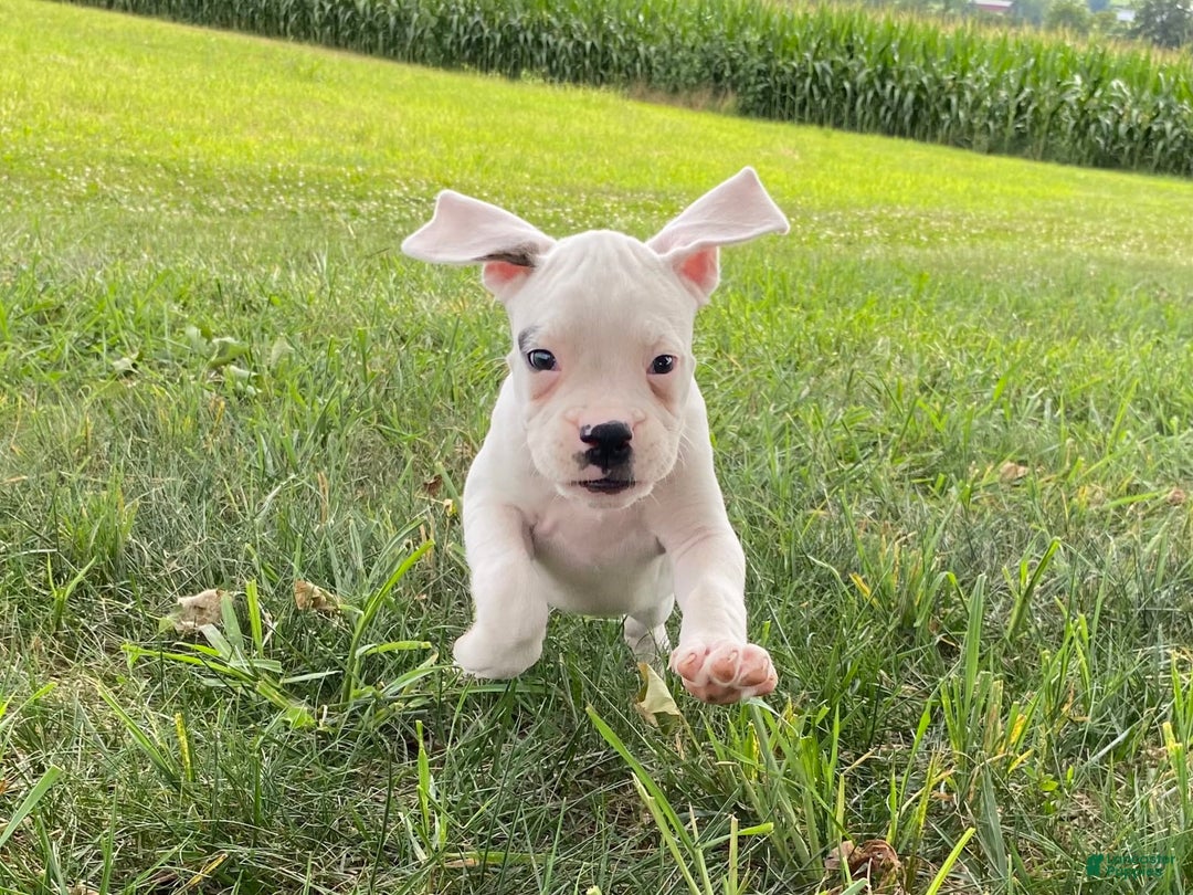 Boxer dogs for sale: Stewart - Image 7