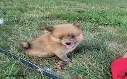 Pomeranian dogs for sale: Buddy - Image 4