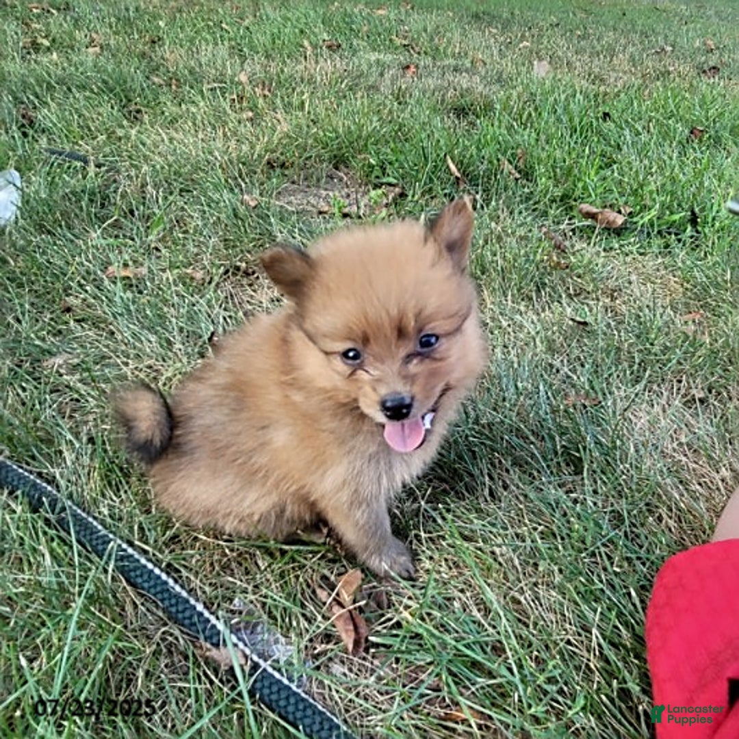 Pomeranian dogs for sale: Buddy - Image 4