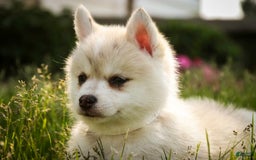 Pomsky dogs for sale: Blaze - Image 17