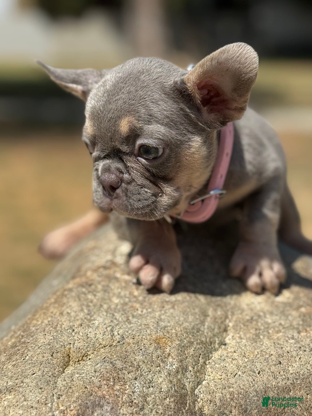 French Bulldog dogs for sale: Cookie - Image 2