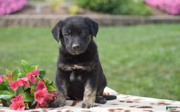 German Shepherd dogs for sale: Anthony - Image 1