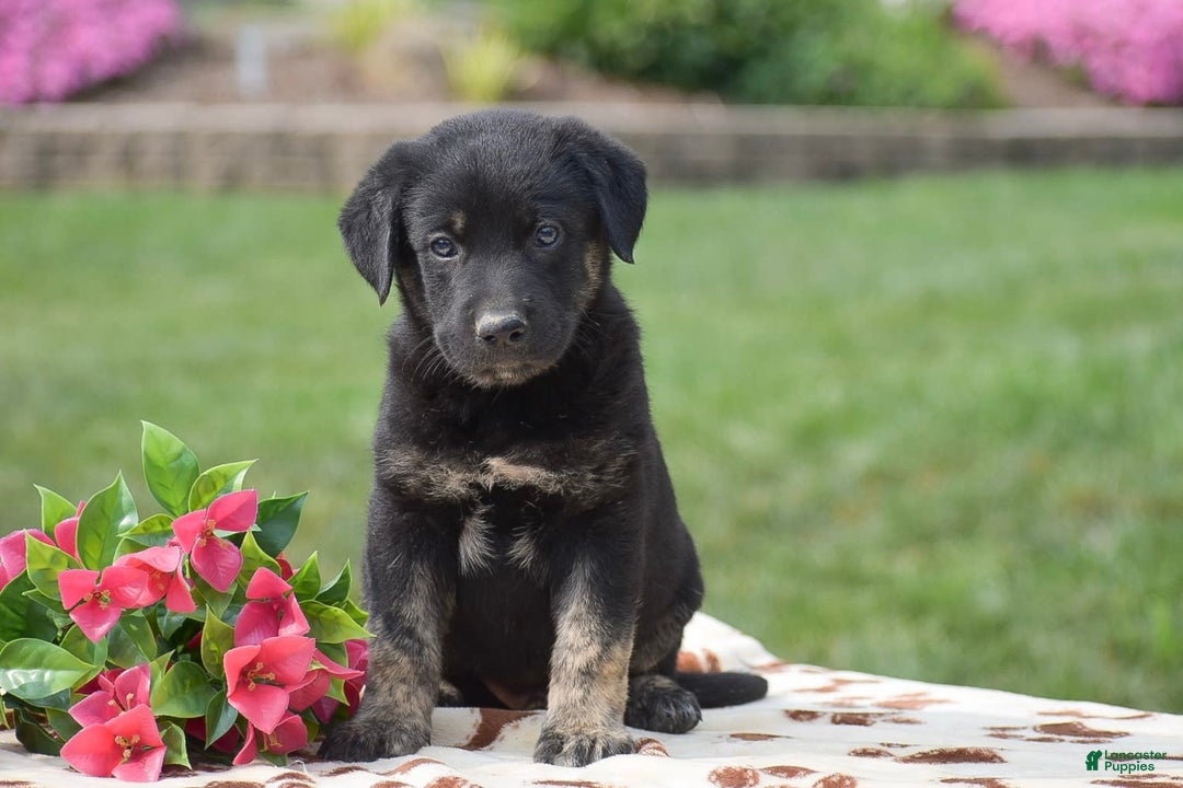 German Shepherd dogs for sale: Anthony - Image 1