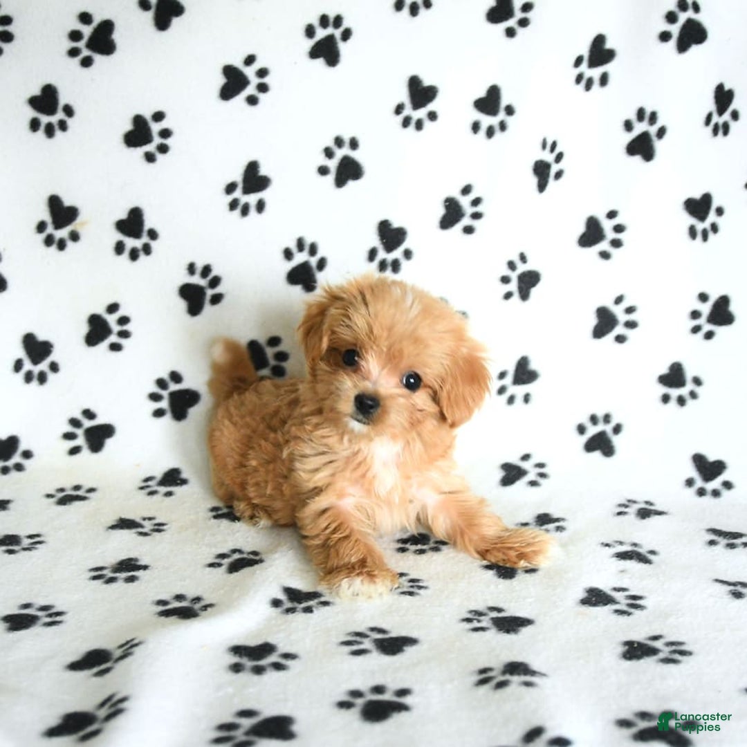 Cavapoo dogs for sale: Alex - Image 7
