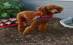 Cavapoo dogs for sale: Baxter - Image 14