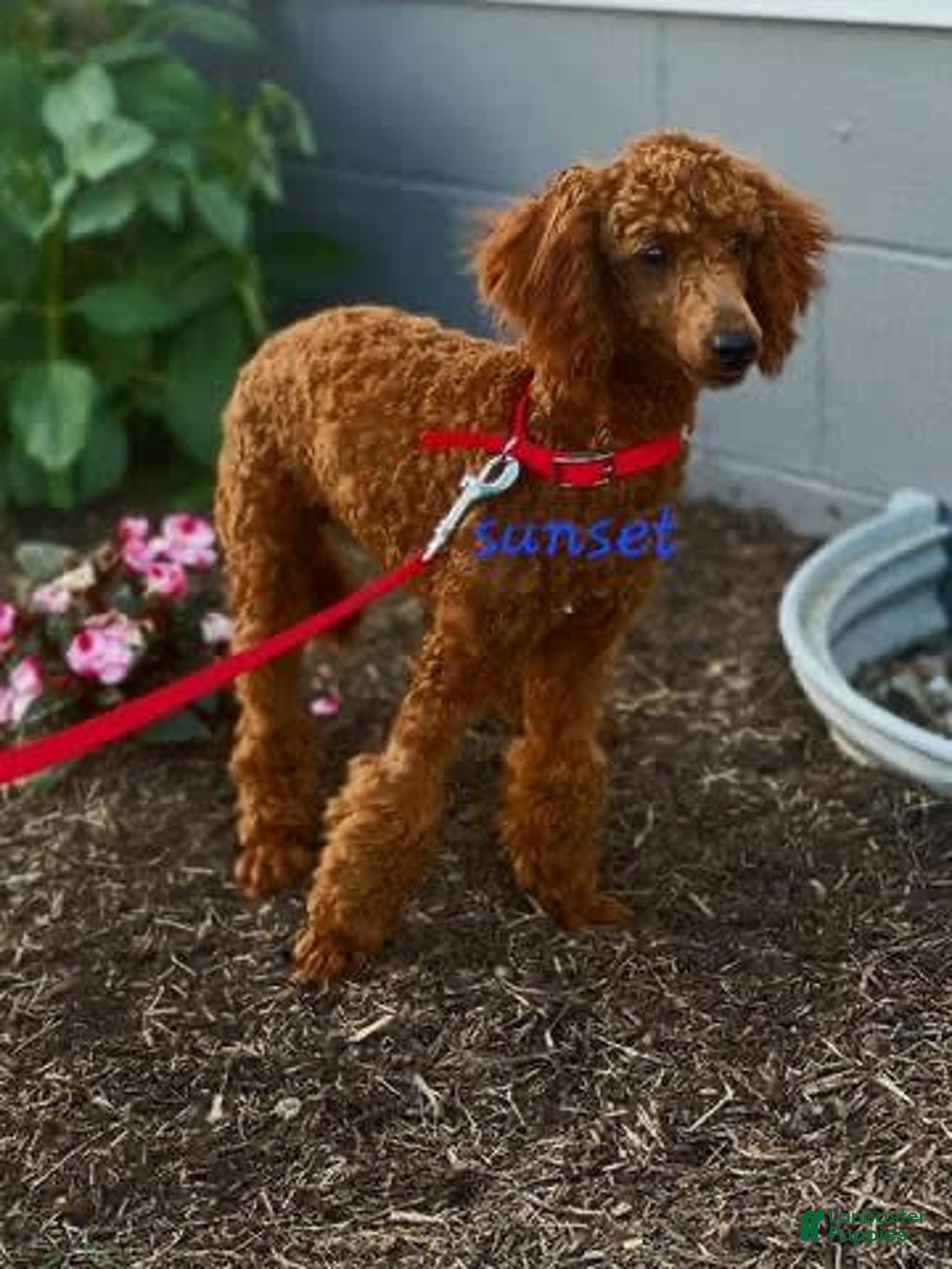 Cavapoo dogs for sale: Baxter - Image 14