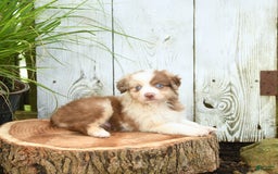 Miniature Australian Shepherd dogs for sale: Champion - Image 9
