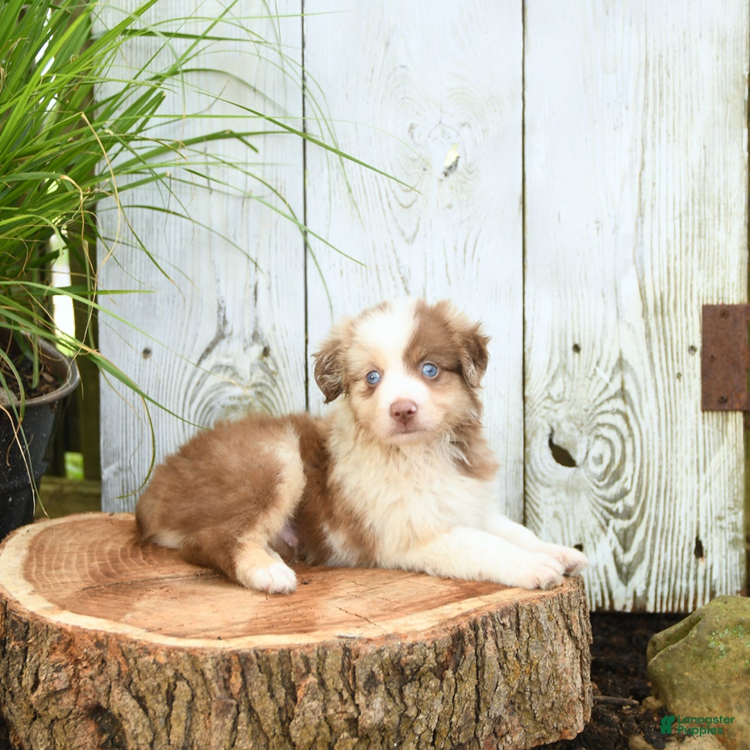 Miniature Australian Shepherd dogs for sale: Champion - Image 9