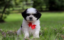 Shihpoo dogs for sale: Landon - Image 3