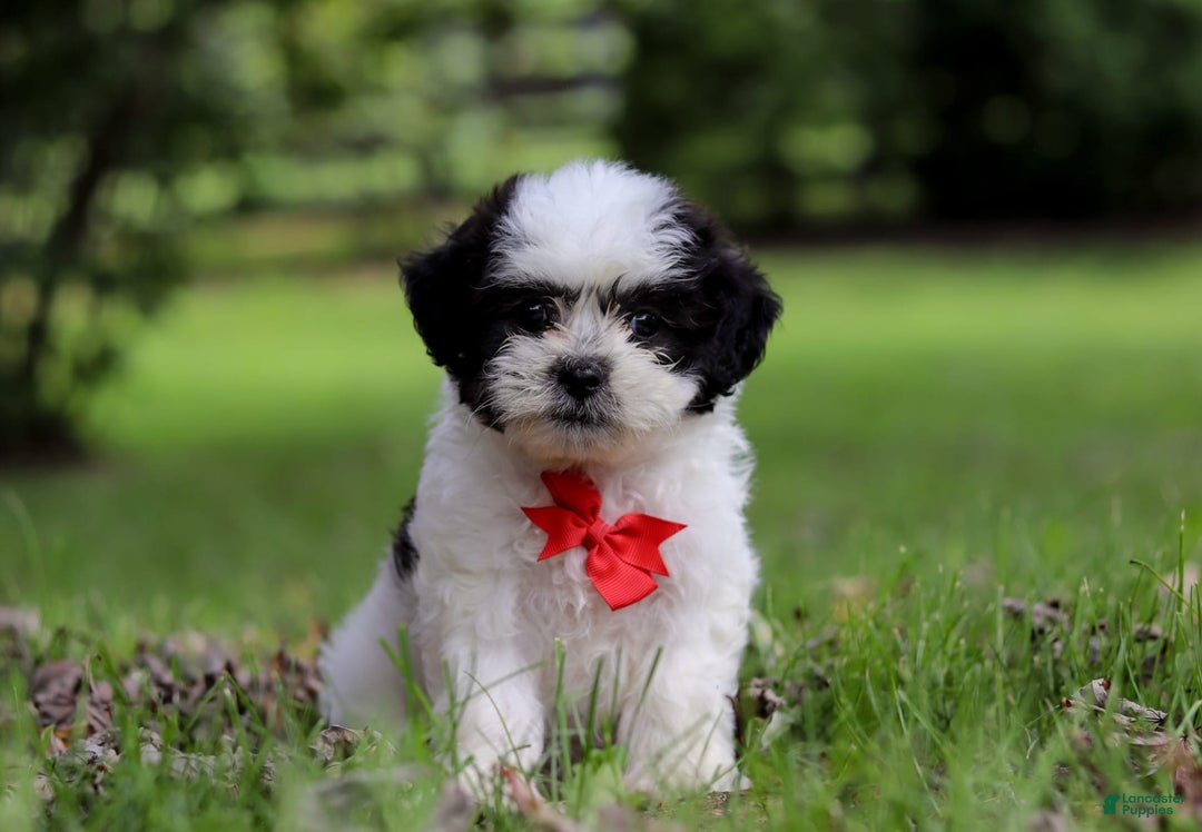 Shihpoo dogs for sale: Landon - Image 3