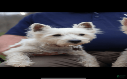 West Highland Terrier dogs for sale: Perdy - Image 4