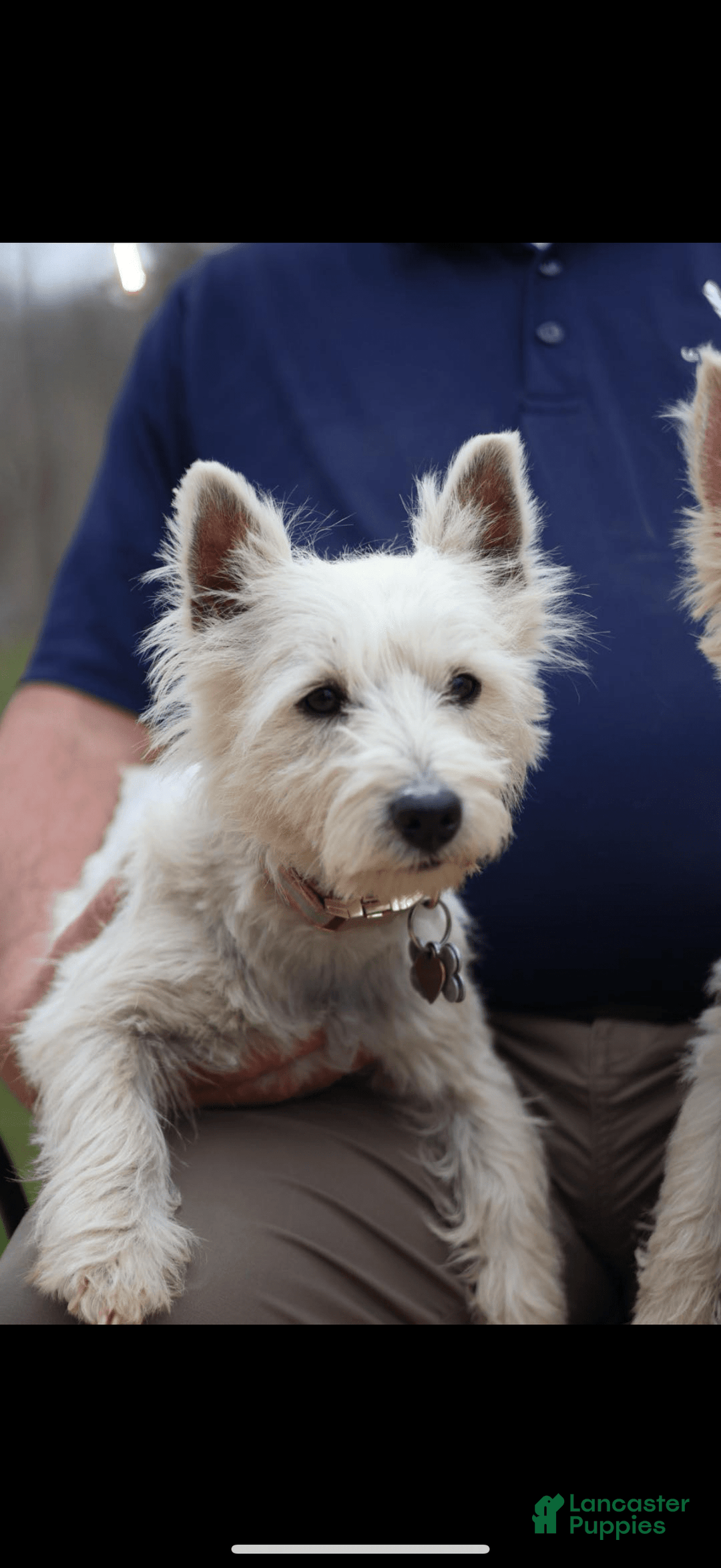 West Highland Terrier dogs for sale: Perdy - Image 4