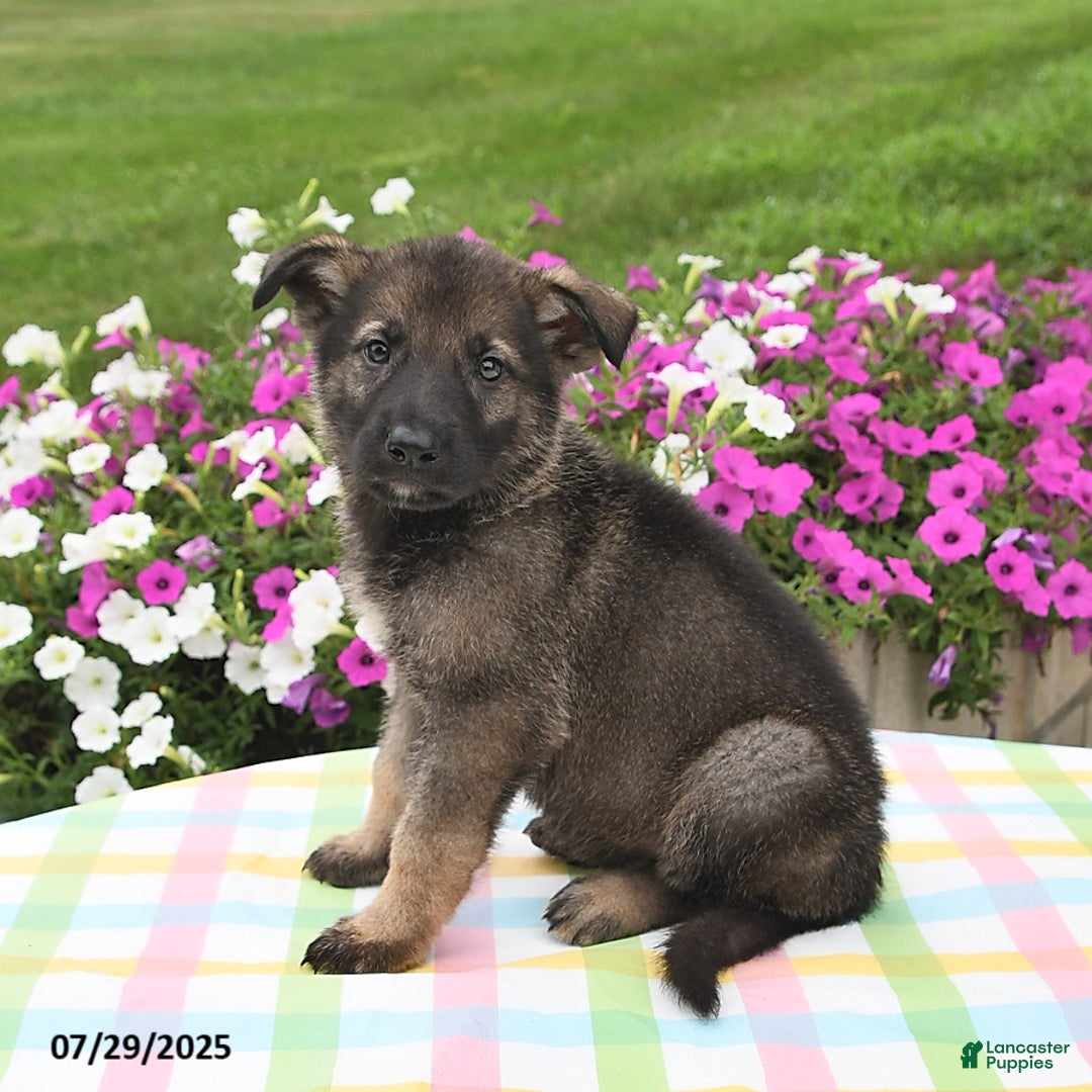 German Shepherd dogs for sale: Bentley - Image 2